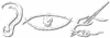 Tripalyom